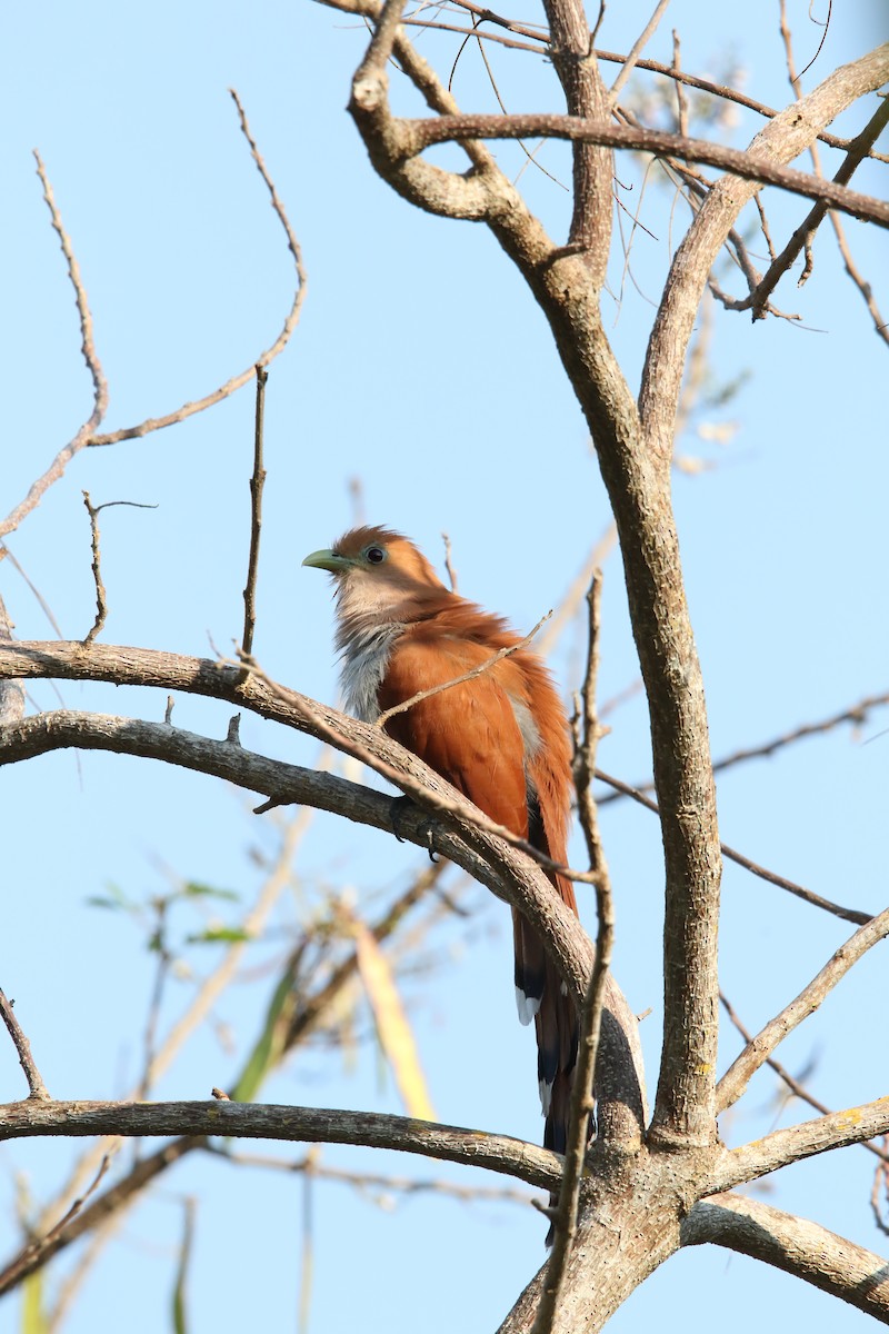 Squirrel Cuckoo (West Mexico) - ML553028161