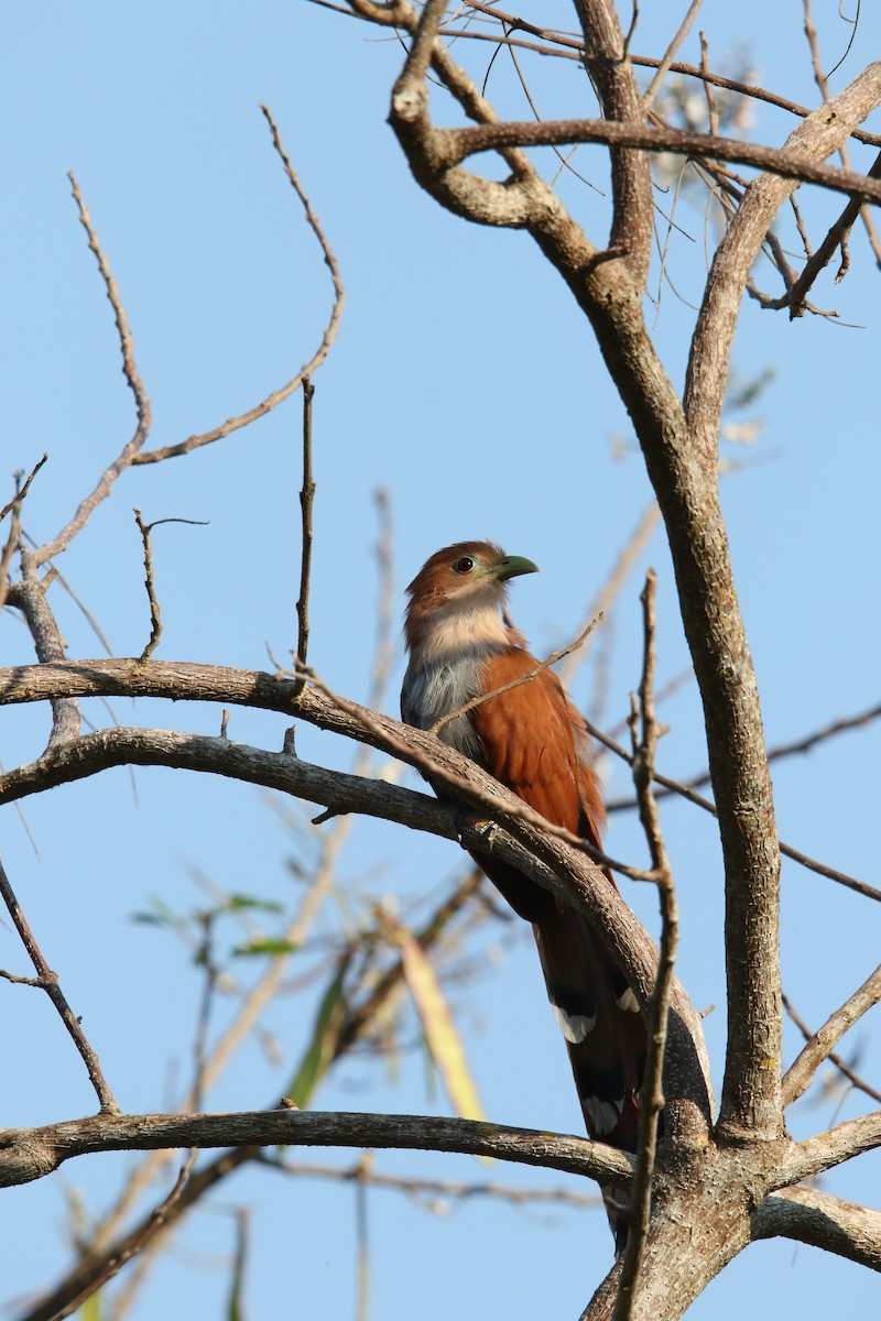 Squirrel Cuckoo (West Mexico) - ML553028341