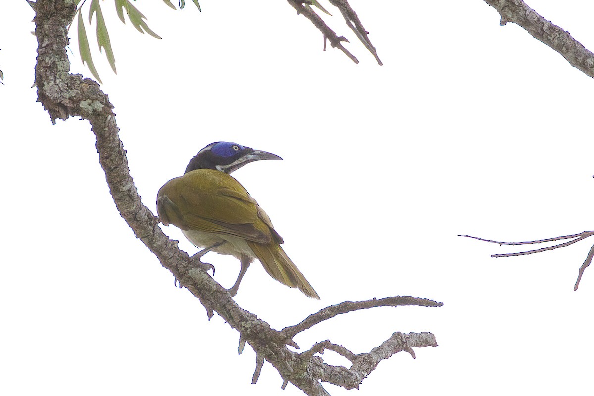 Blue-faced Honeyeater - ML553031211