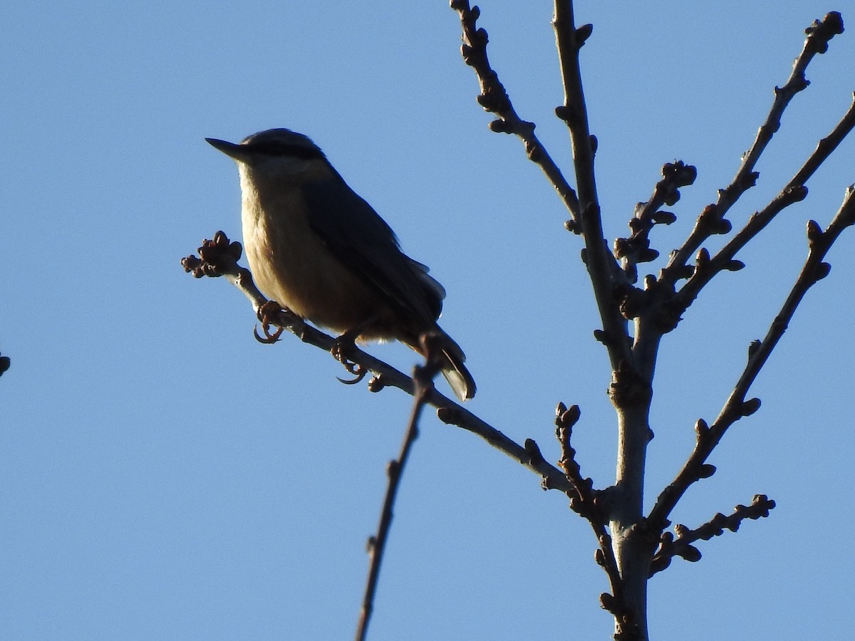 Garrapo eurasiarra - ML553031511