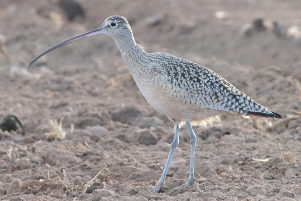 Long-billed Curlew - ML553034811