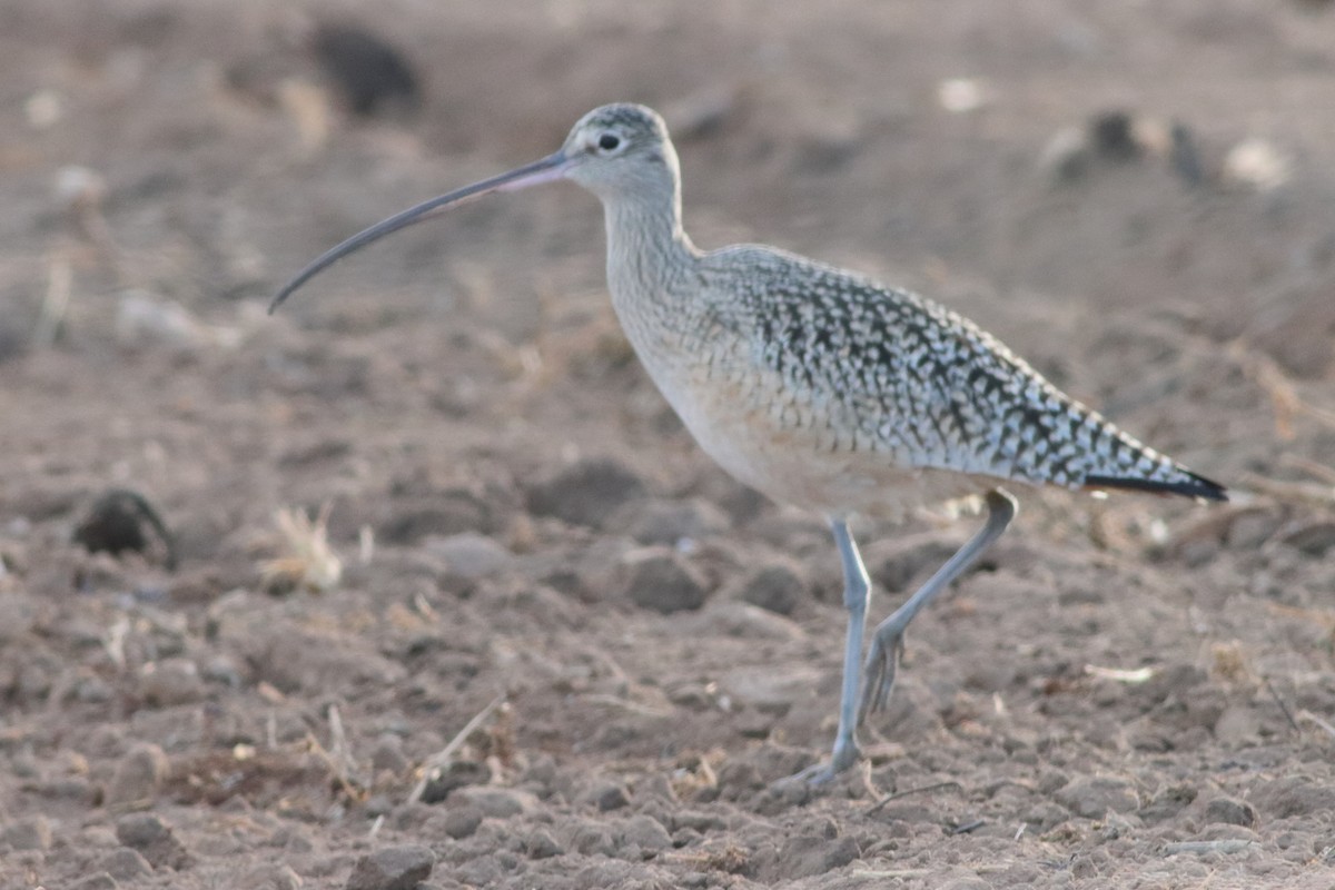 Long-billed Curlew - ML553034831