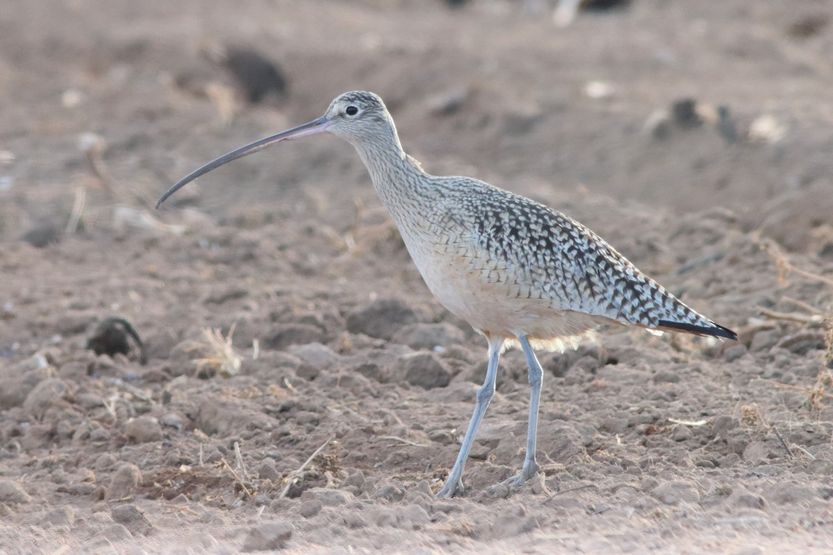 Long-billed Curlew - ML553034881