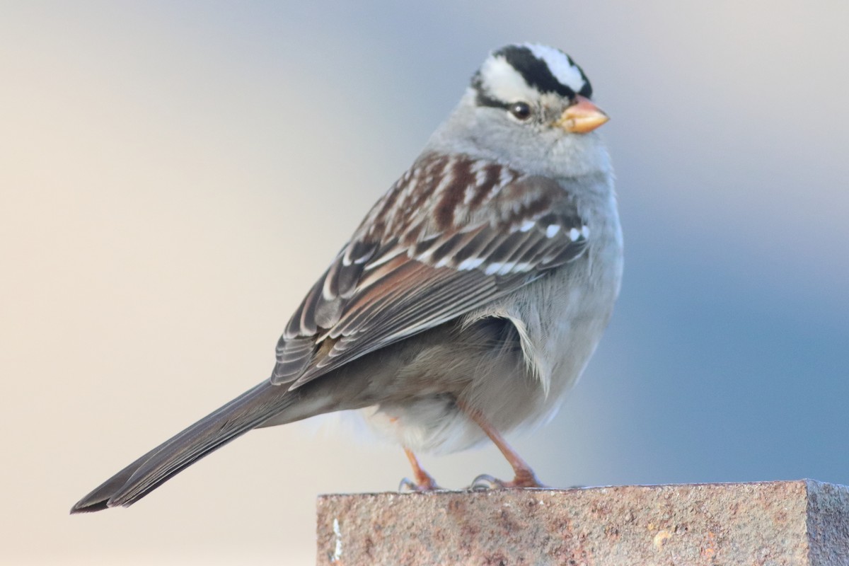 White-crowned Sparrow (Gambel's) - ML553034971