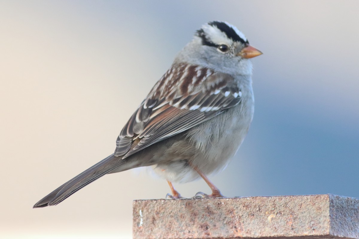 White-crowned Sparrow (Gambel's) - ML553034981