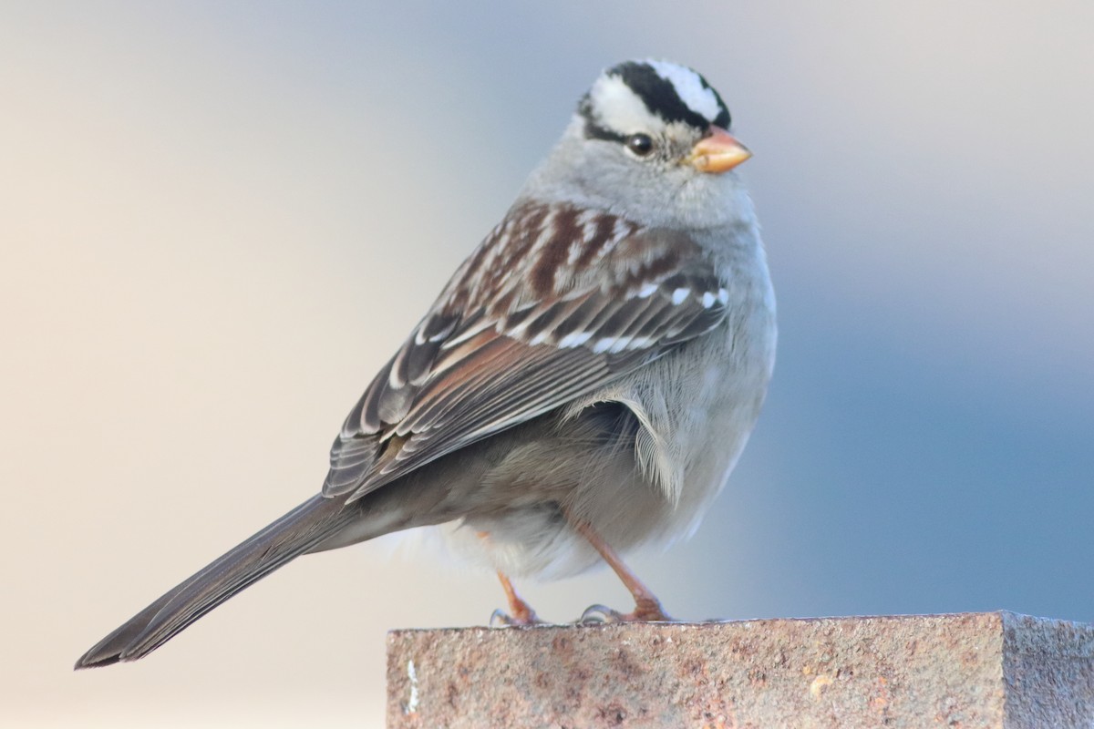 White-crowned Sparrow (Gambel's) - ML553034991