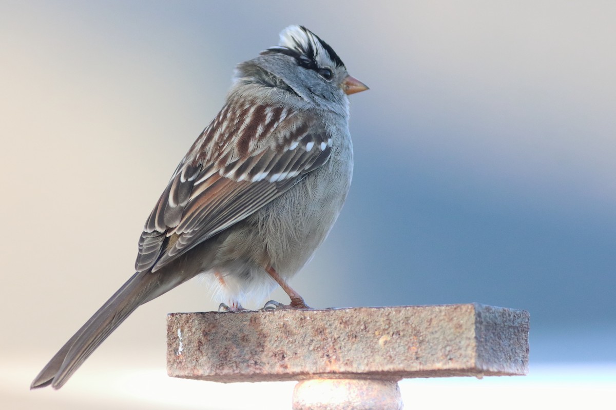 White-crowned Sparrow (Gambel's) - ML553035041