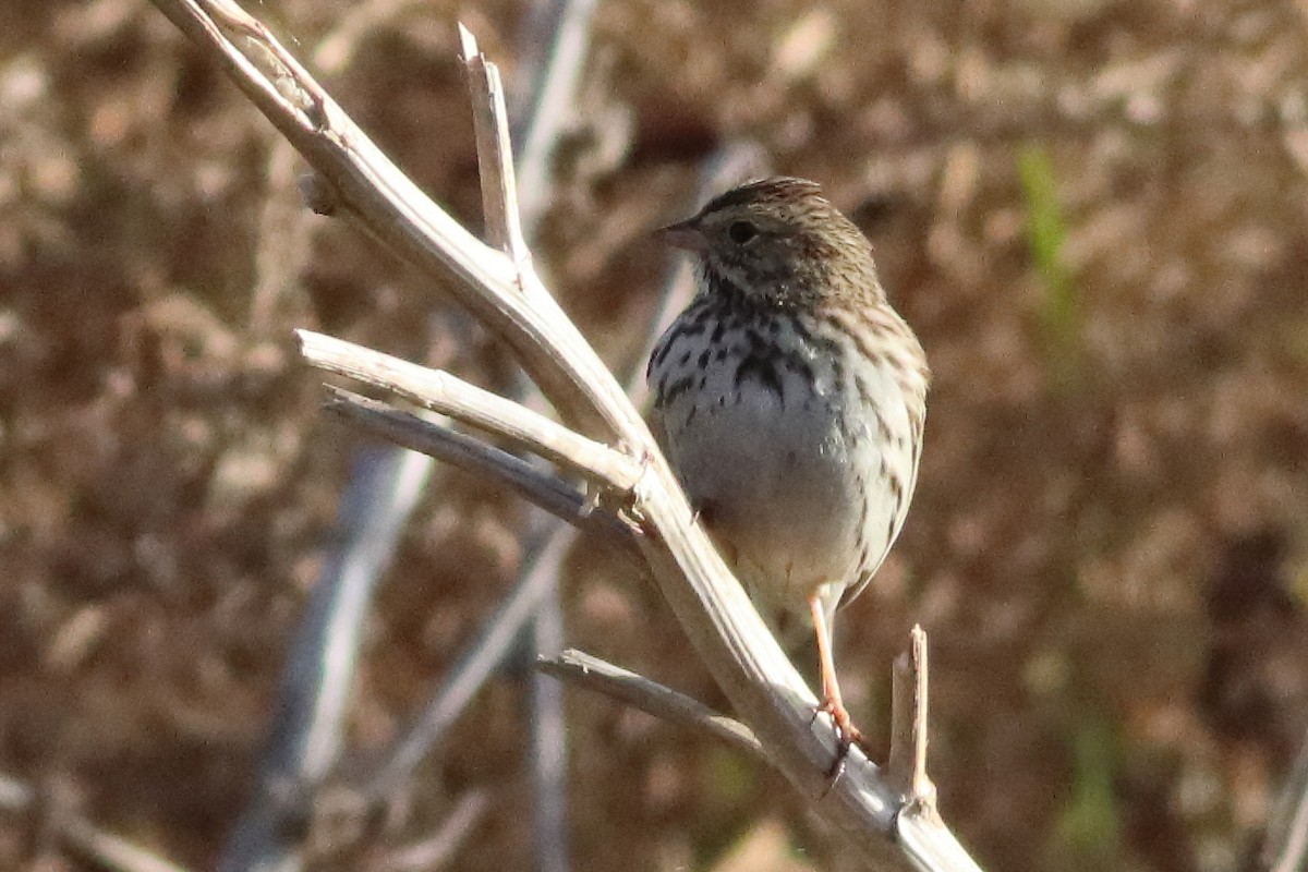Savannah Sparrow (Savannah) - ML553035261