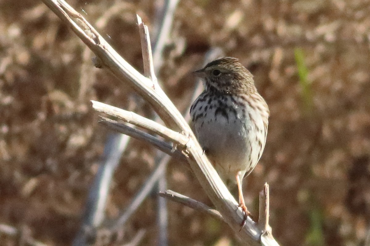 Savannah Sparrow (Savannah) - ML553035271