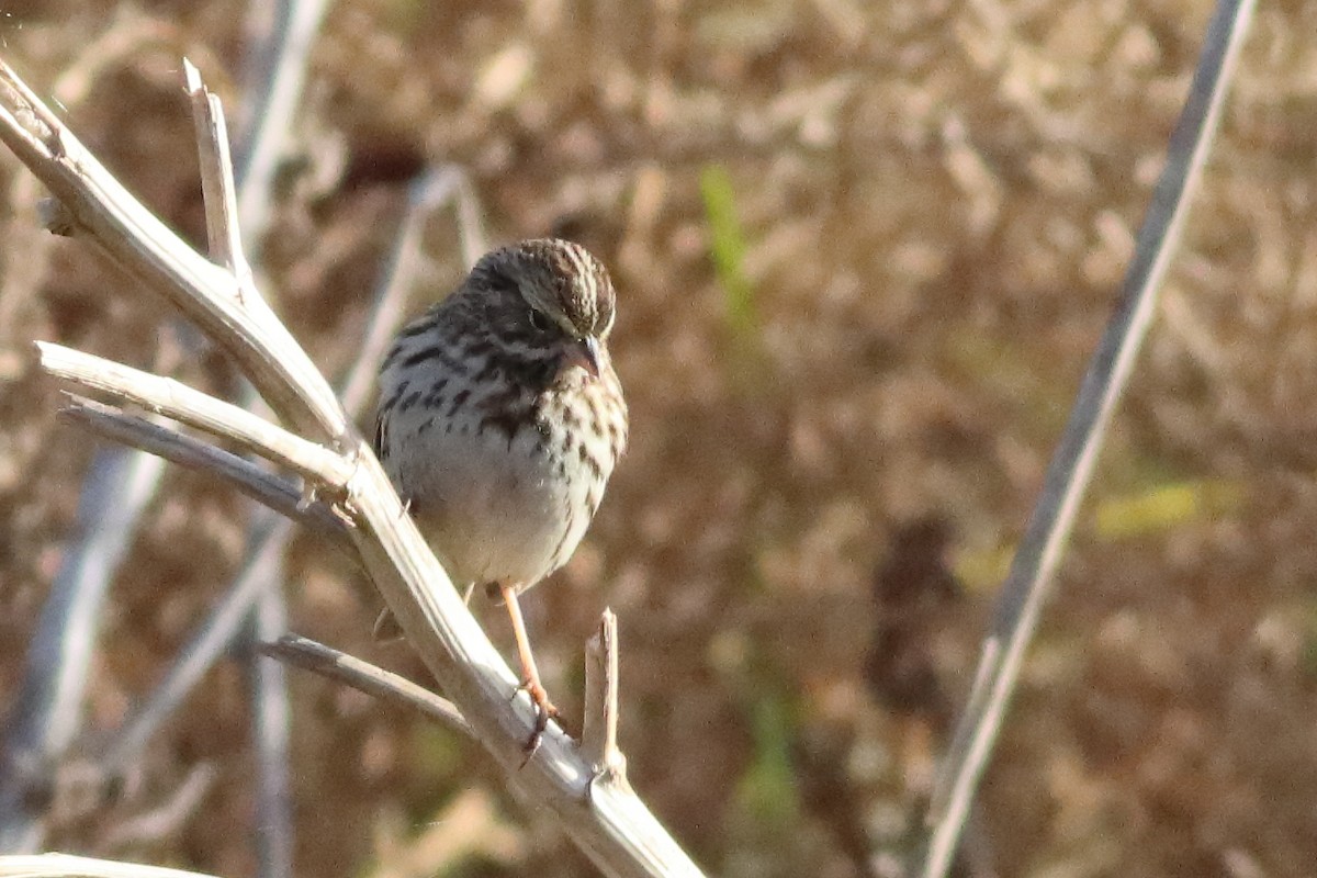 Savannah Sparrow (Savannah) - ML553035281