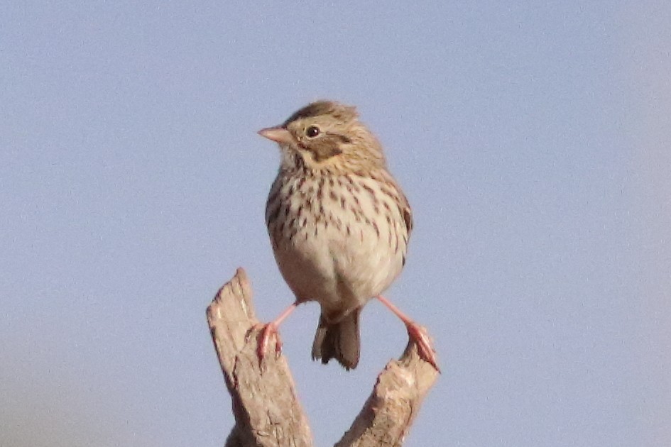 Savannah Sparrow (Savannah) - ML553035291