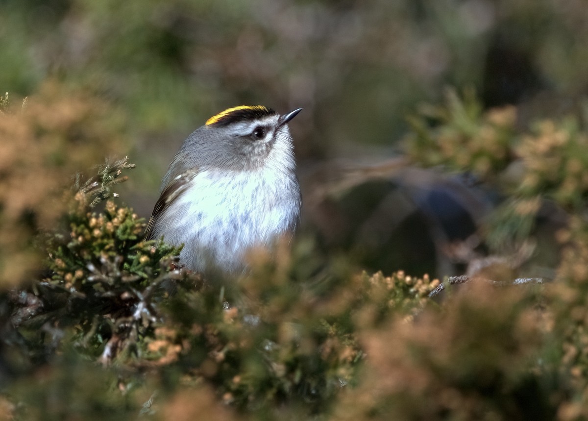 Golden-crowned Kinglet - Craig Heberton