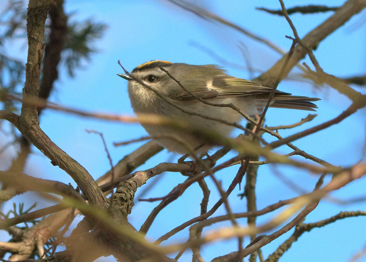 Golden-crowned Kinglet - Craig Heberton