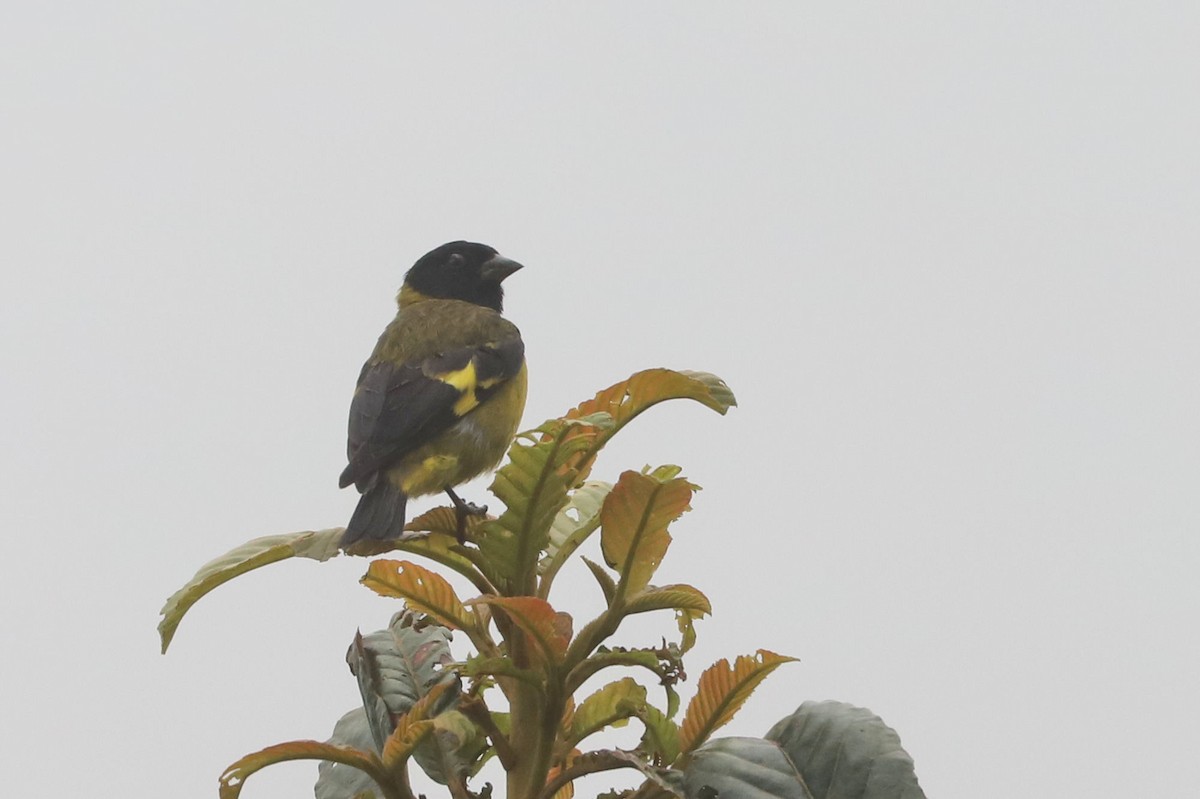 Olivaceous Siskin - William Hull