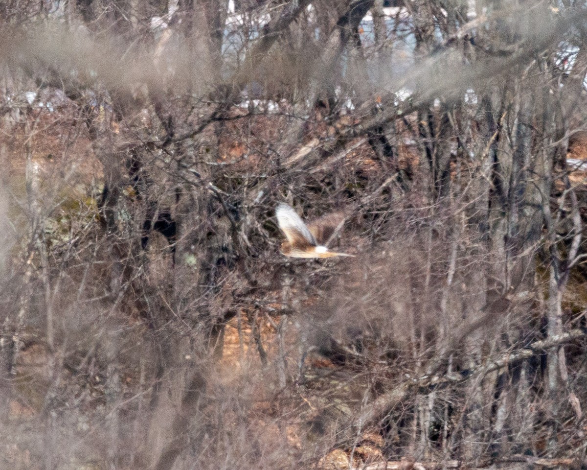 Northern Harrier - ML553036471