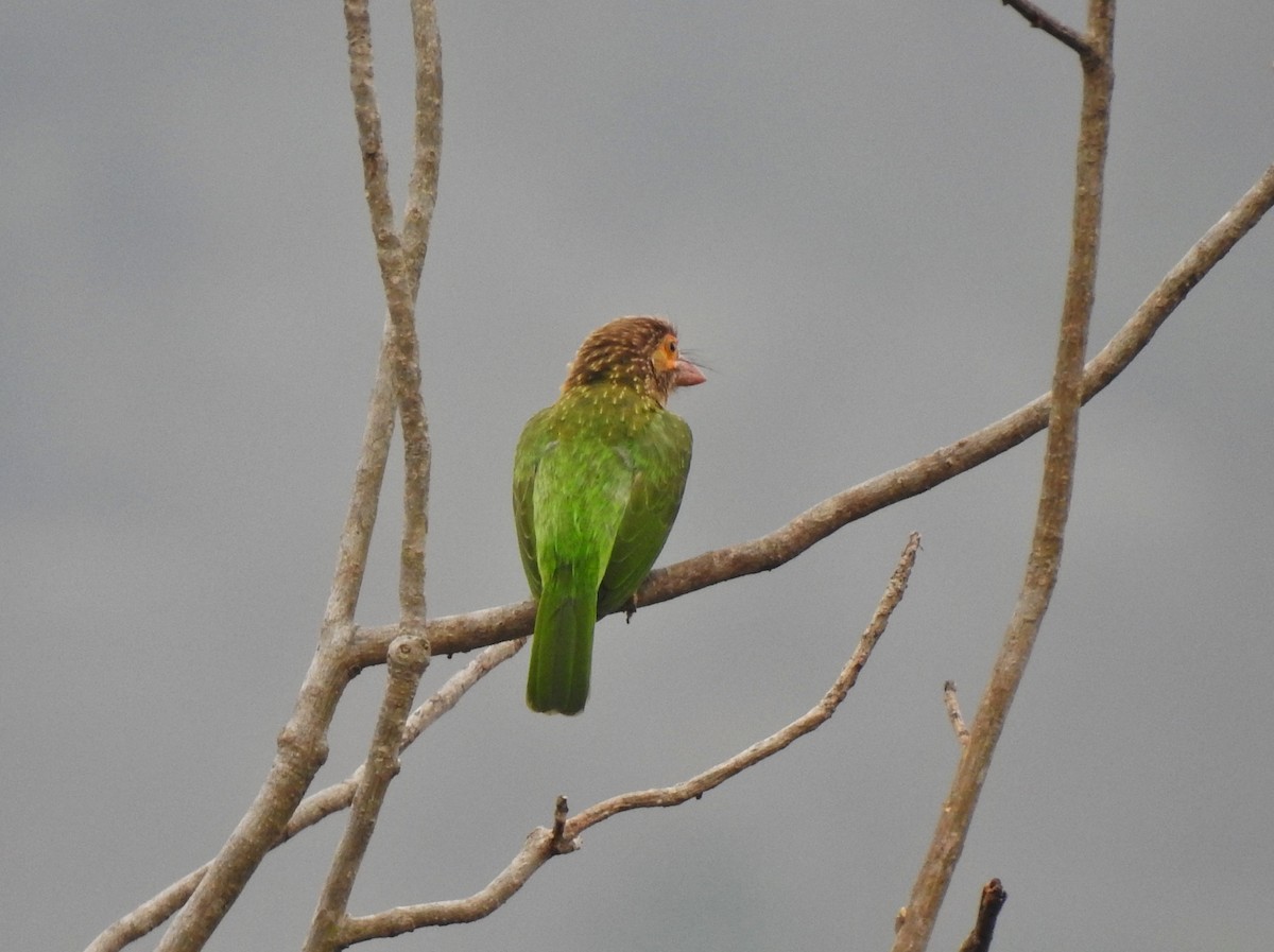 Brown-headed Barbet - Abhinav Nair