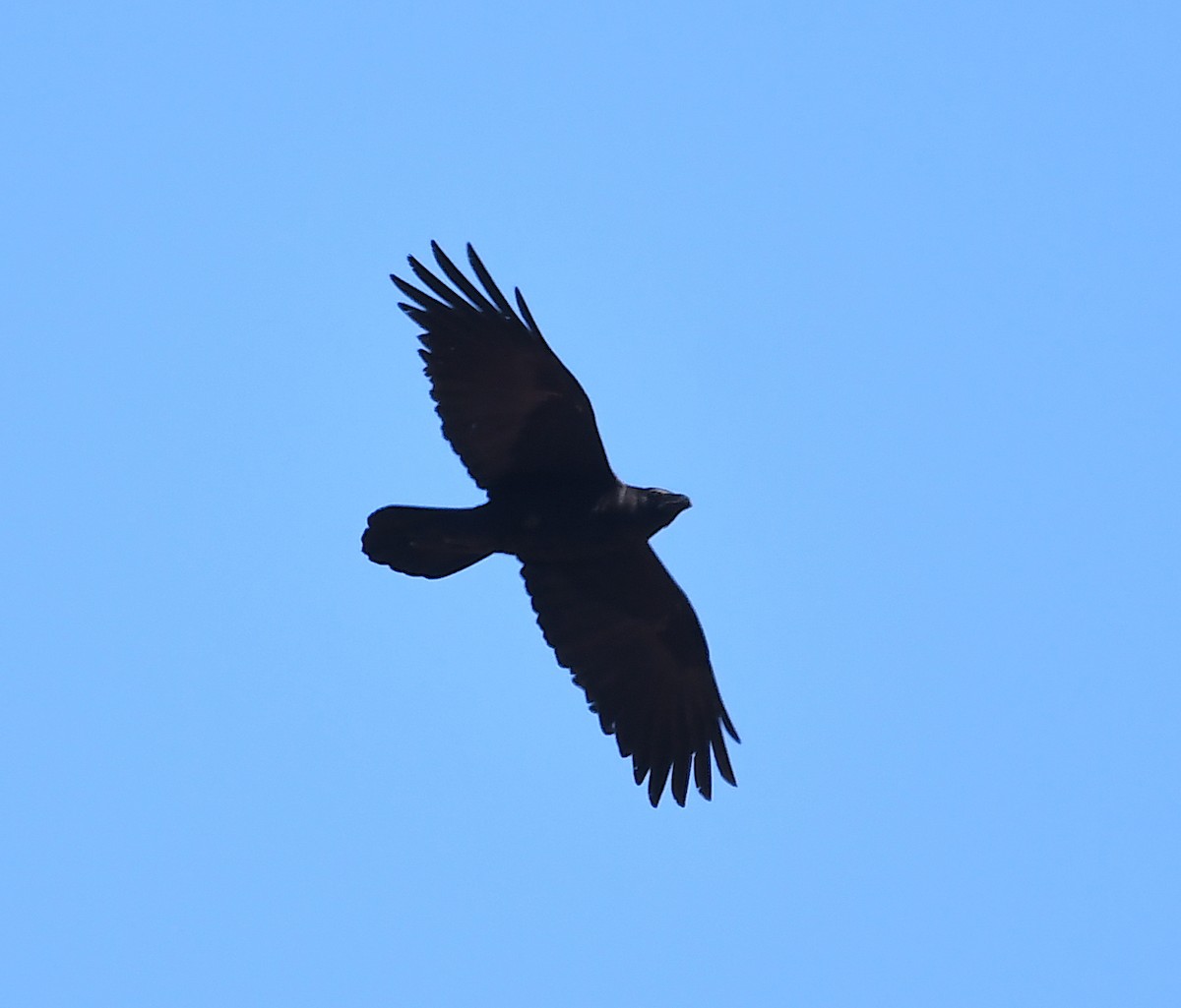 Common Raven - ML553040301