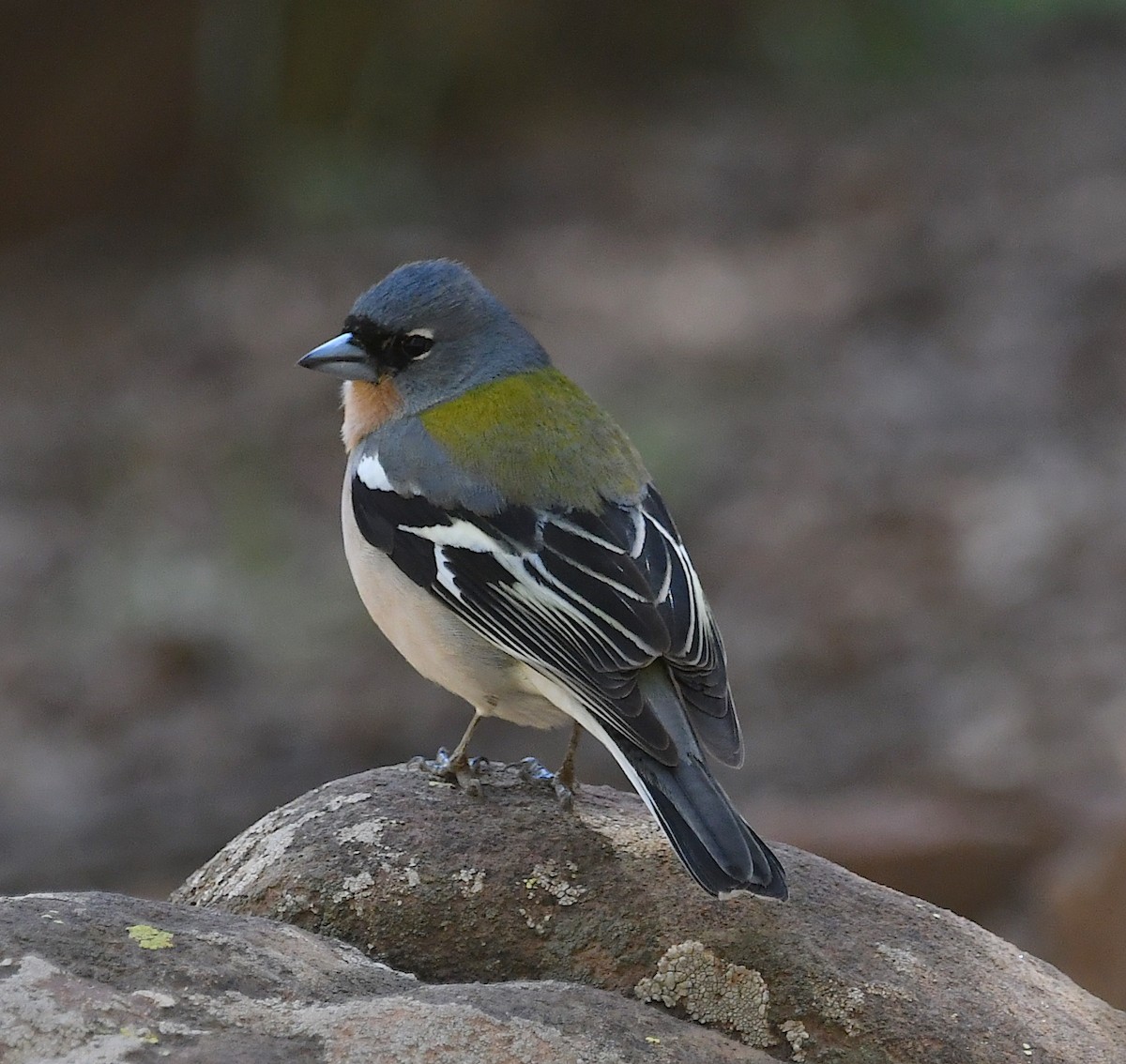 Common/African Chaffinch - ML553040351