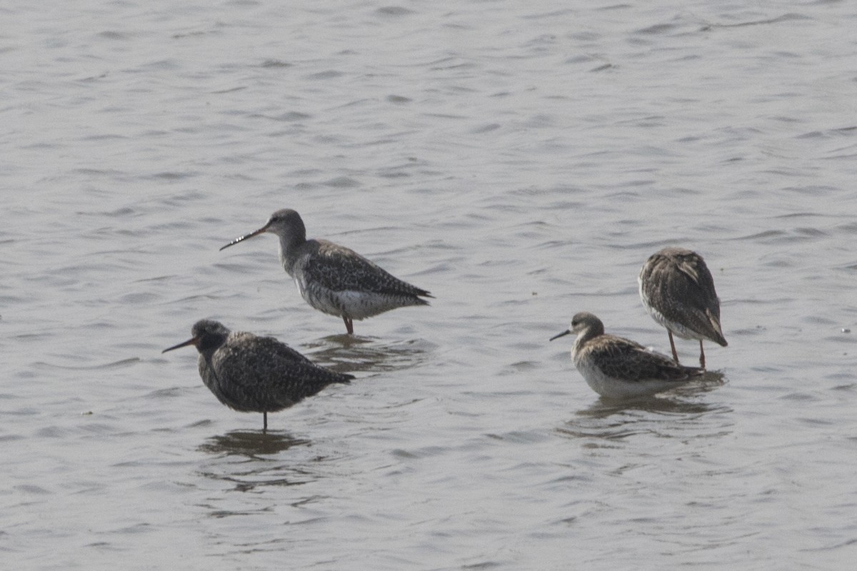 Spotted Redshank - ML553042221