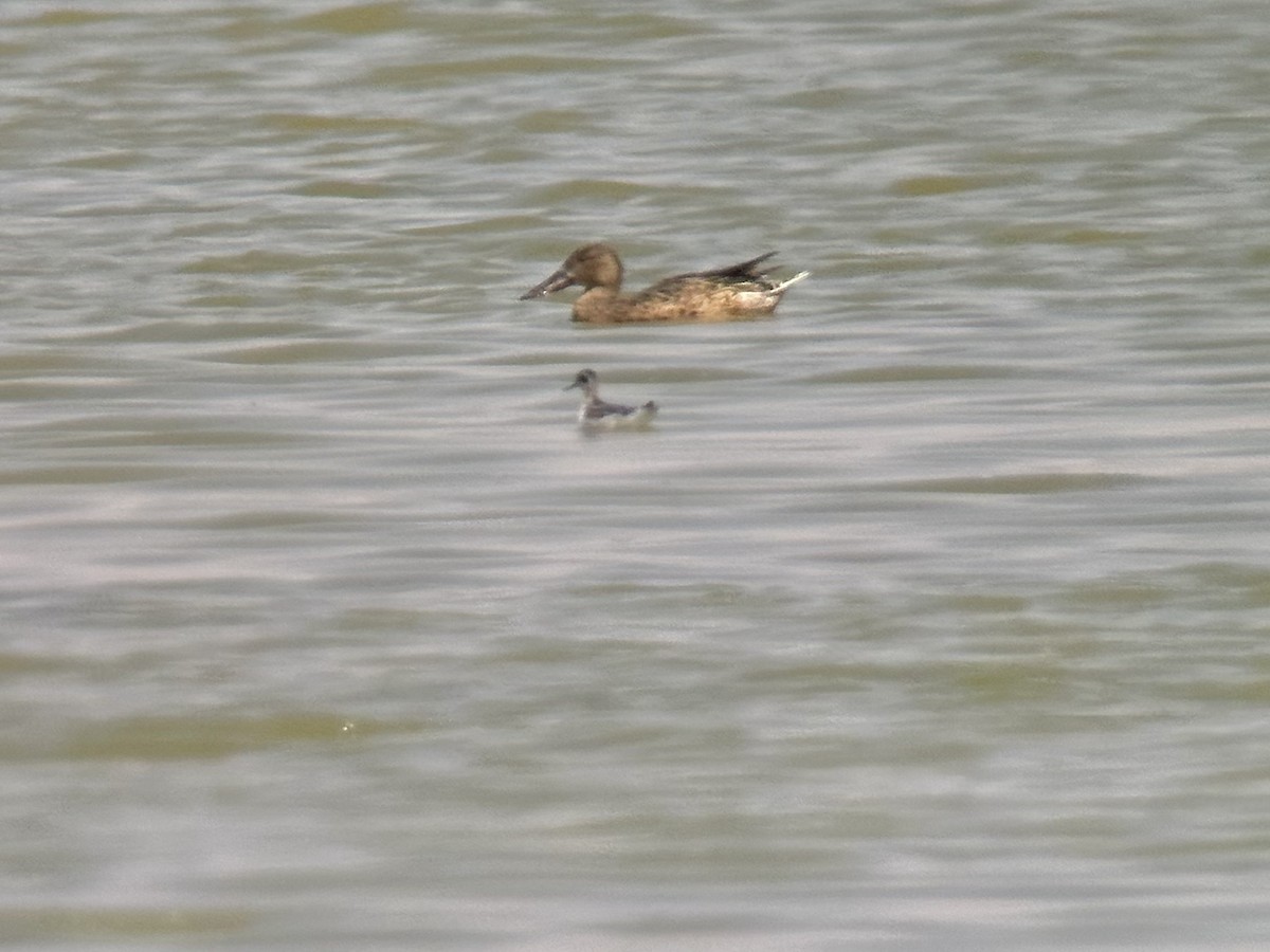 Northern Shoveler - ML553043241