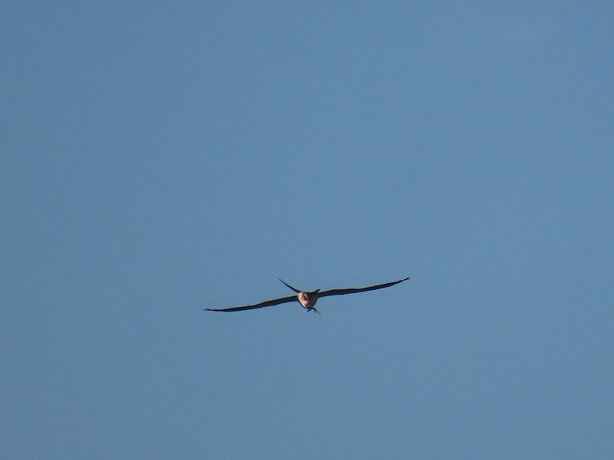 Swallow-tailed Kite - ML553043321