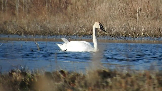 Trumpeter Swan - ML553046851