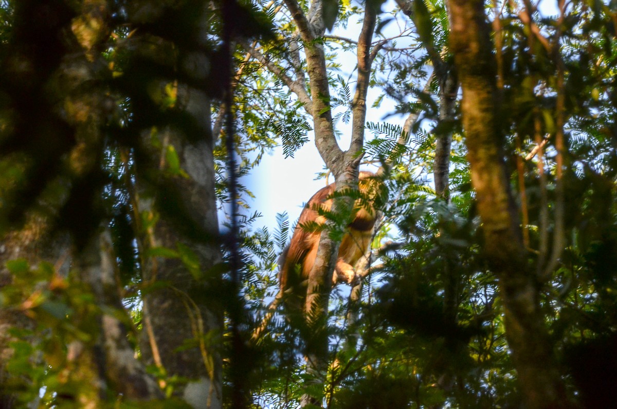 Spectacled Owl - ML553048551