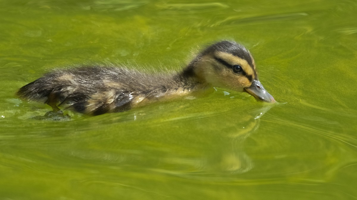 Canard colvert - ML553049521