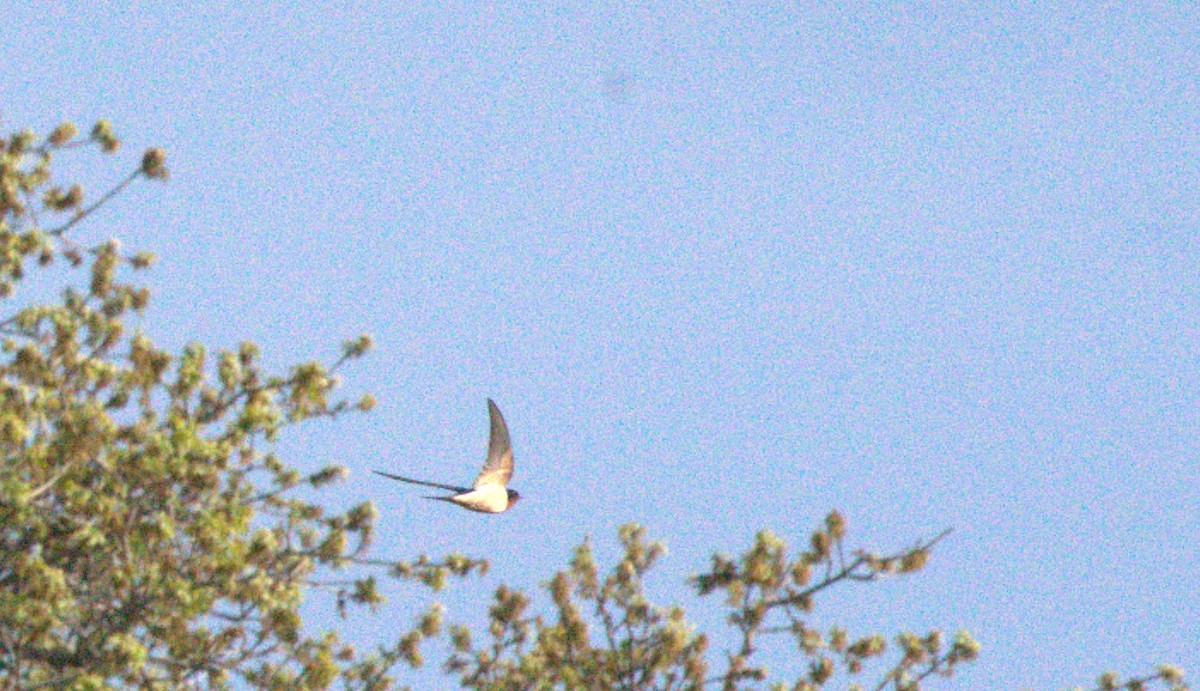 Barn Swallow - ML553049941