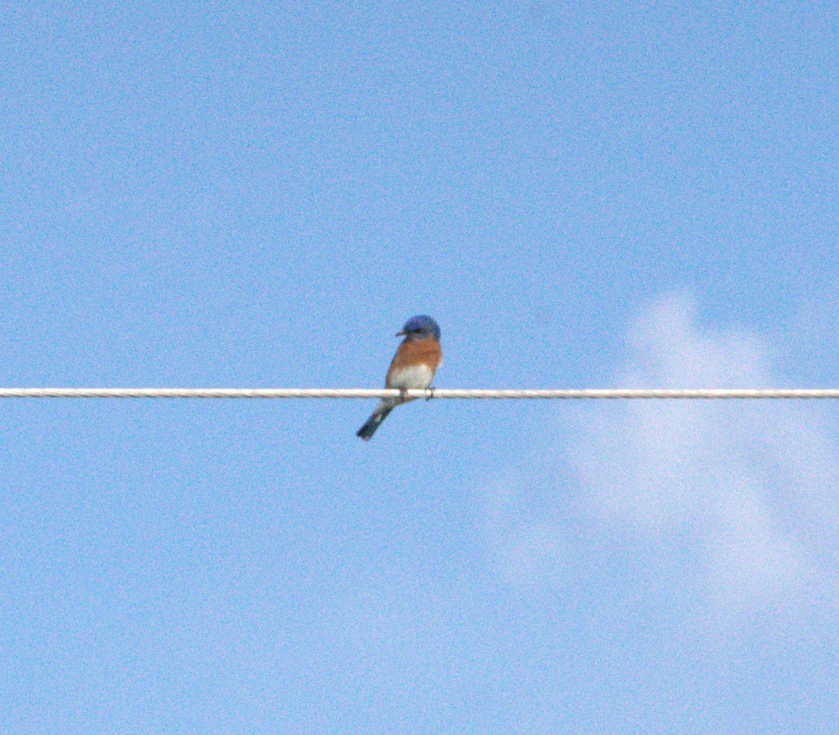 Eastern Bluebird - ML553050151