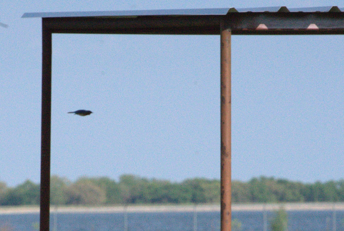 Eastern Bluebird - ML553050171