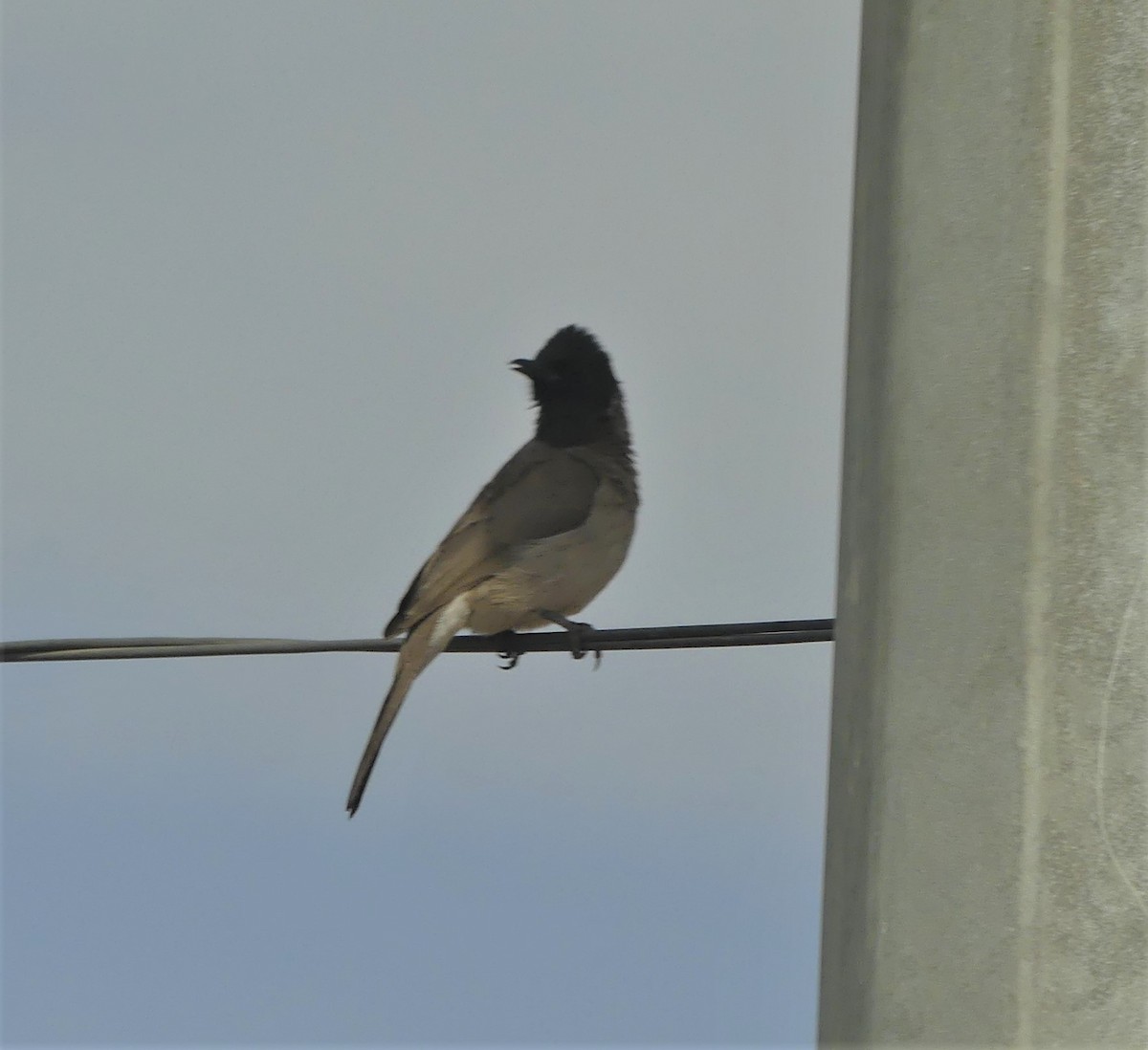 Common Bulbul - ML553050201