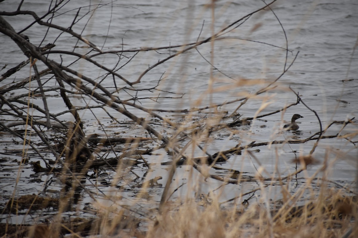 Pied-billed Grebe - ML553050511