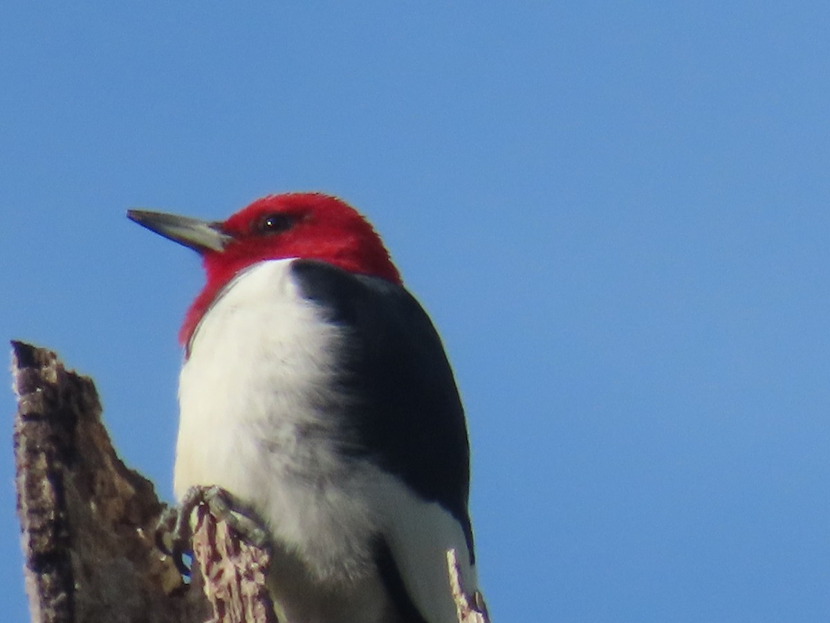 Red-headed Woodpecker - ML553051031