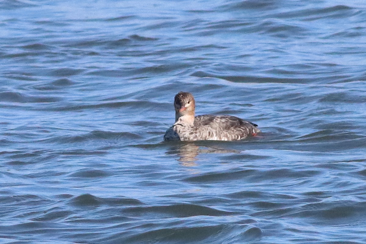 Red-breasted Merganser - ML553051531