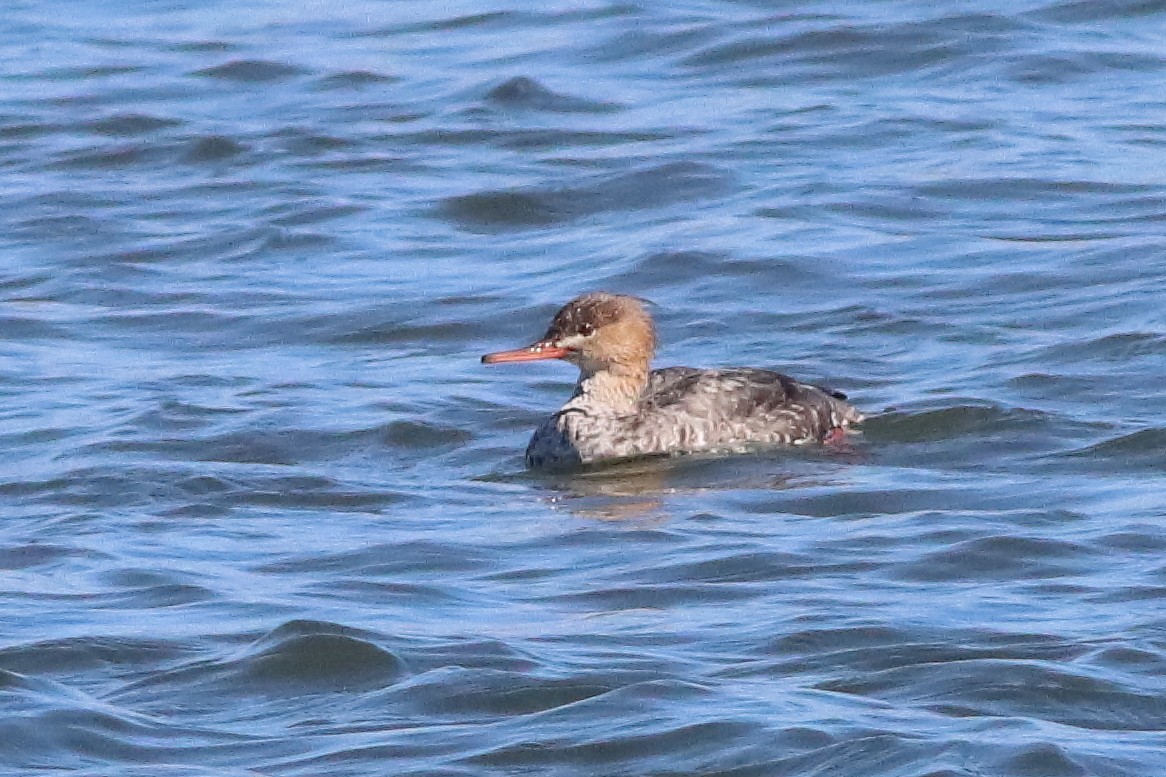 Red-breasted Merganser - ML553051541