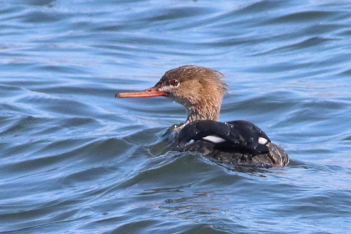 Red-breasted Merganser - ML553051551