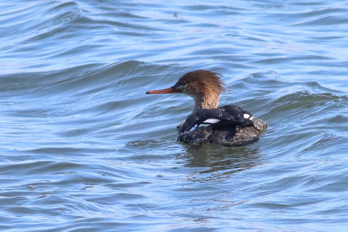 Red-breasted Merganser - ML553051561