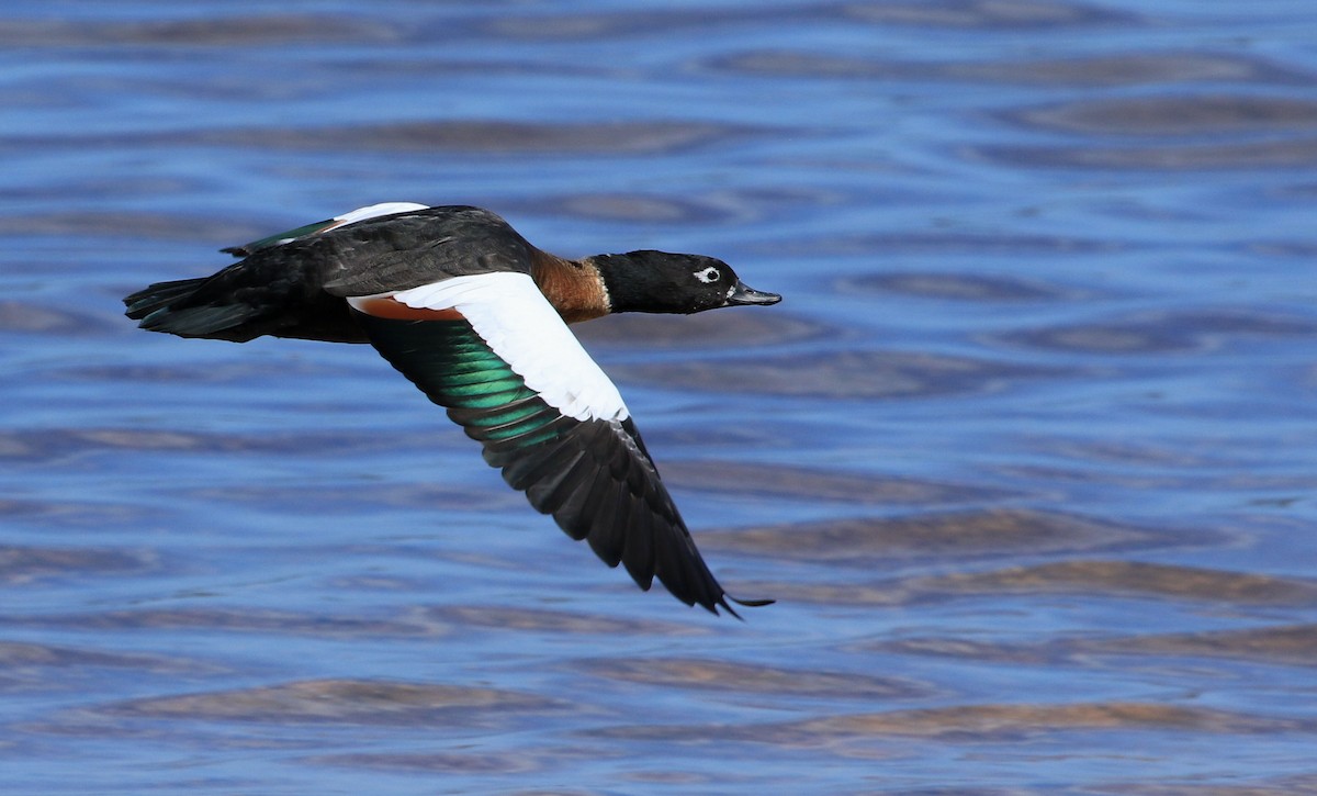 Australian Shelduck - ML55305181