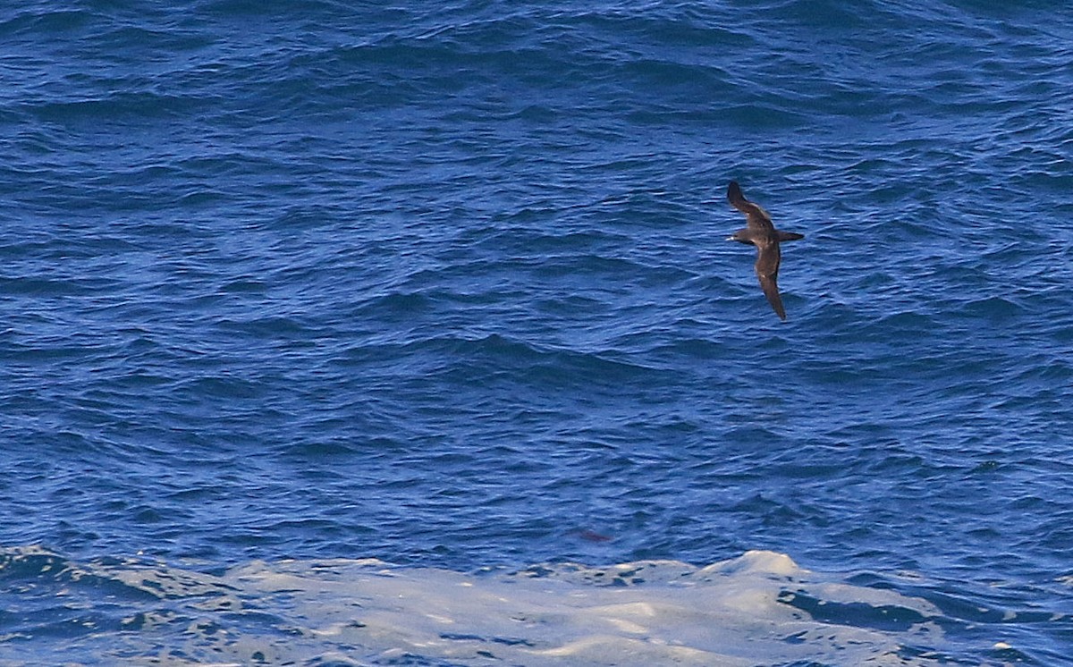 Wedge-tailed Shearwater - ML55305191