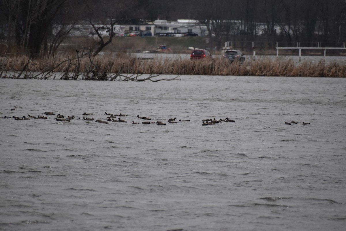 Gadwall - ML553052081