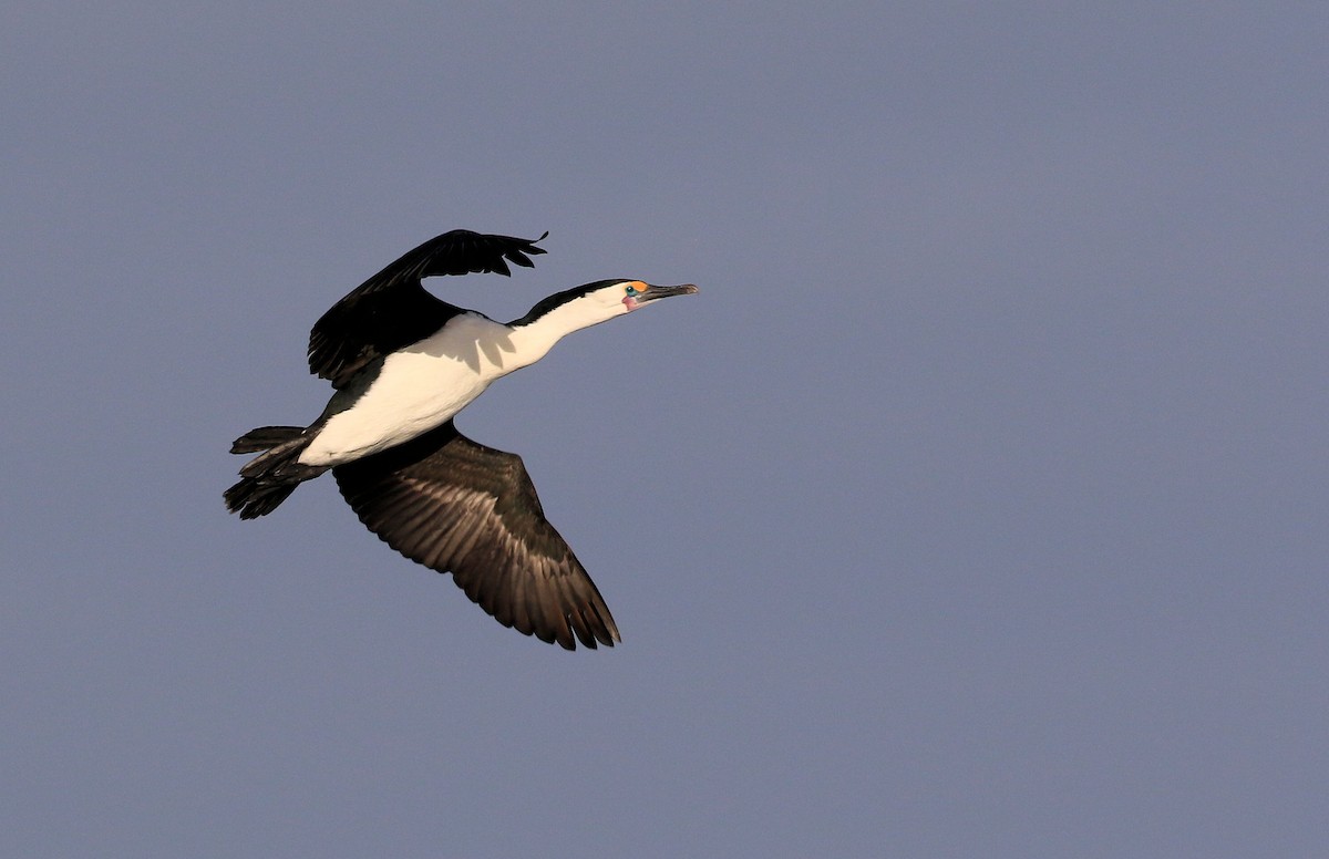 Pied Cormorant - ML55305211