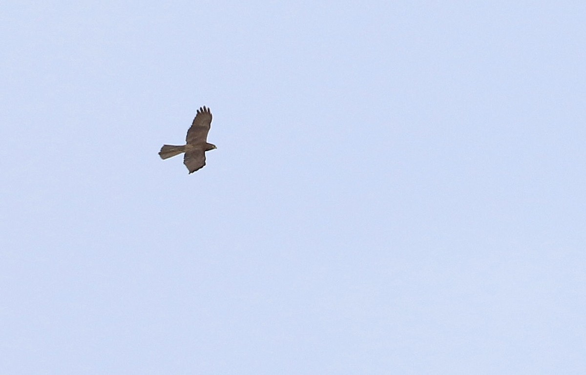 Brown Goshawk - ML55305231