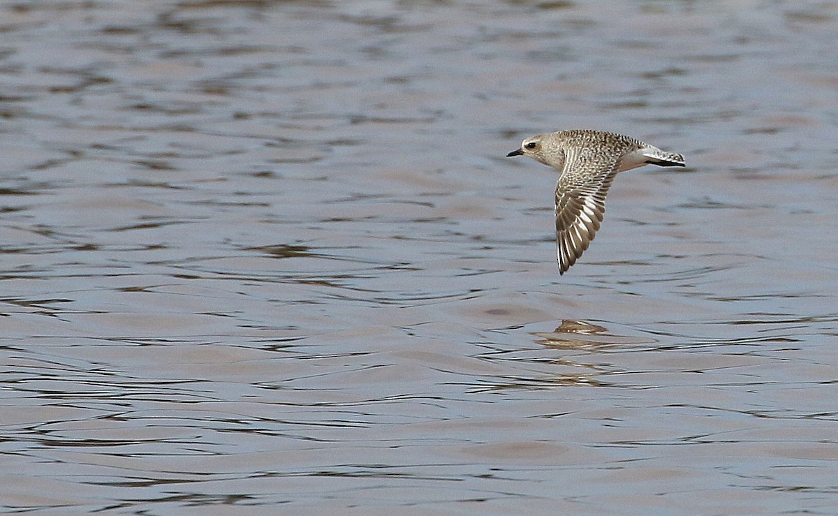 Black-bellied Plover - ML55305251