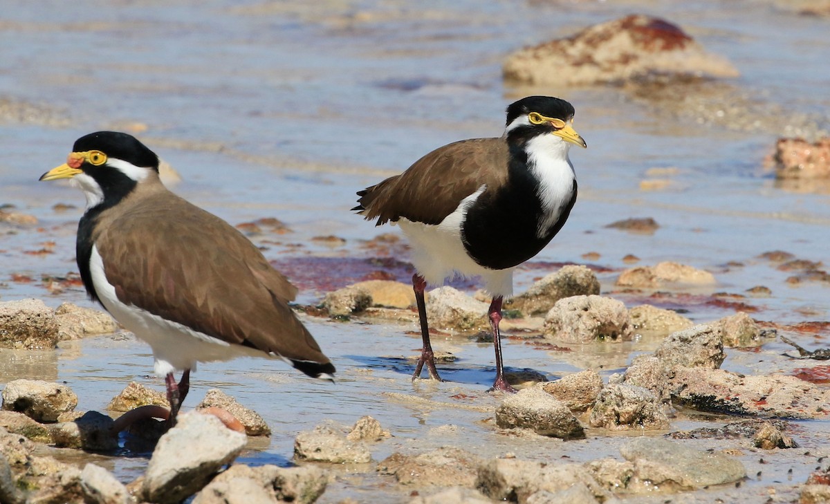 Banded Lapwing - Patrick MONNEY