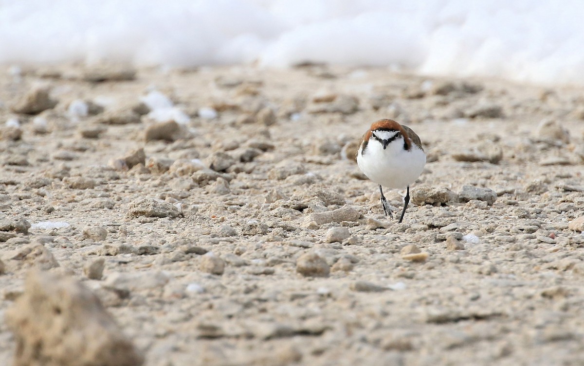 Red-capped Plover - Patrick MONNEY