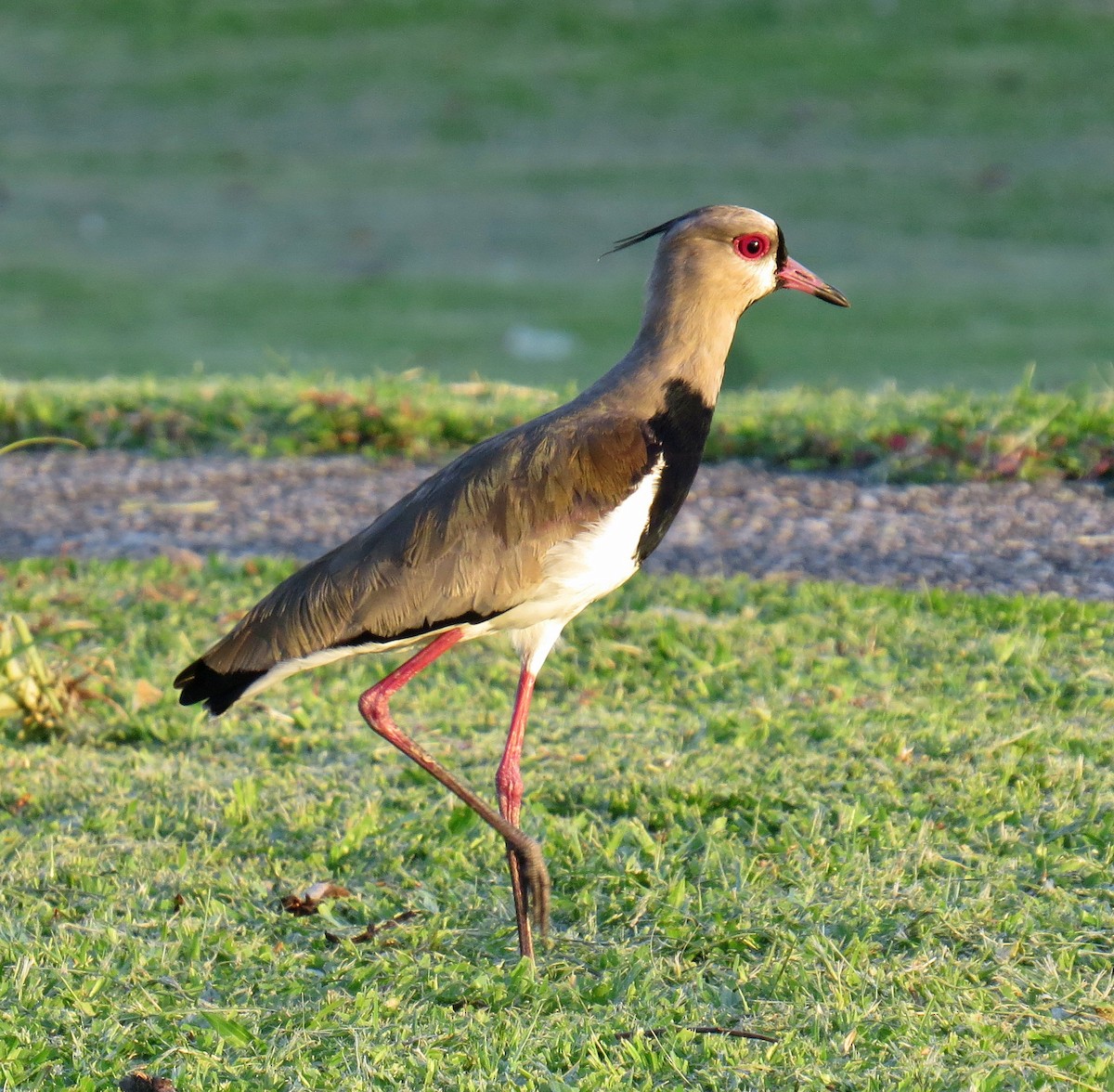 Southern Lapwing - ML553053411