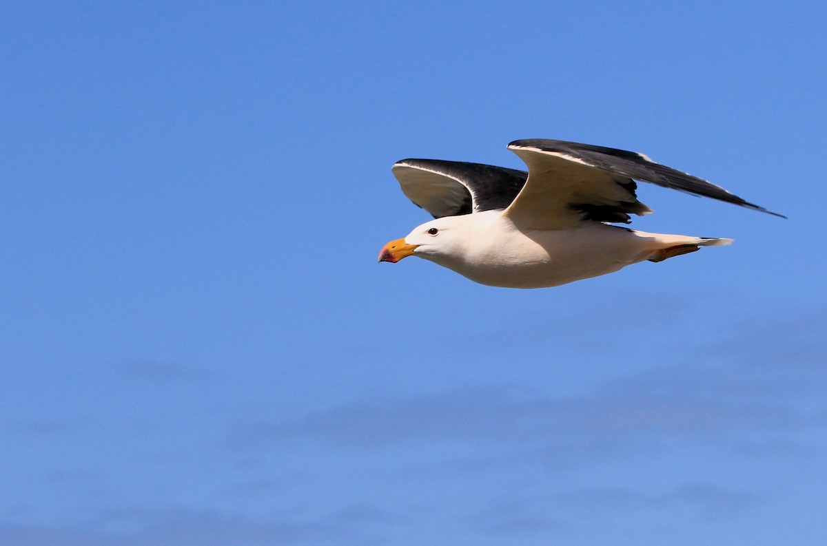 Pacific Gull - ML55305351