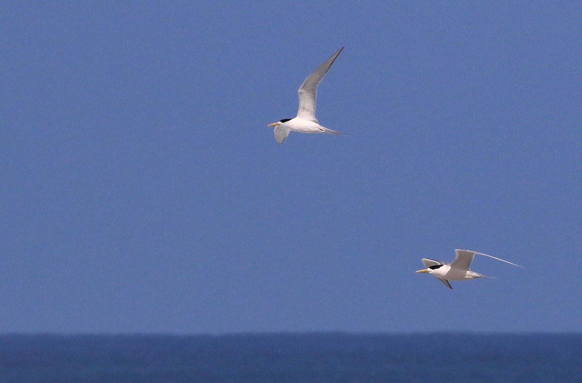 Great Crested Tern - ML55305381