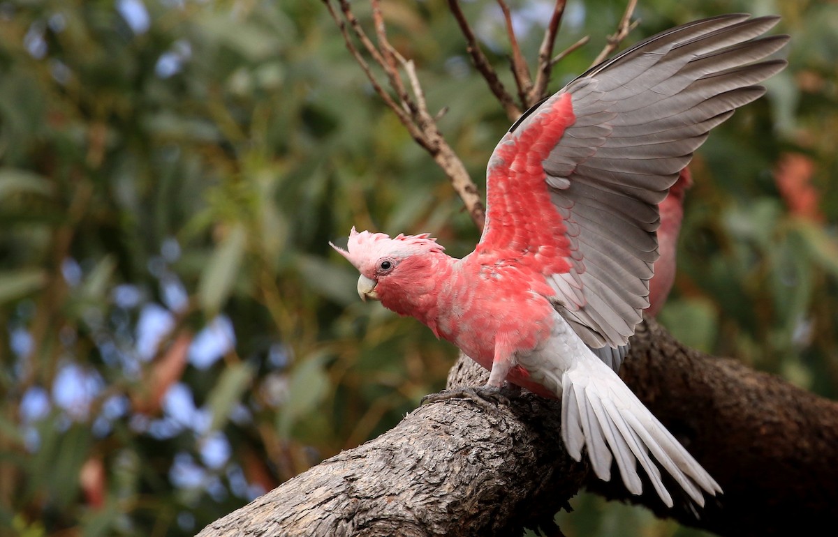 Galah - Patrick MONNEY